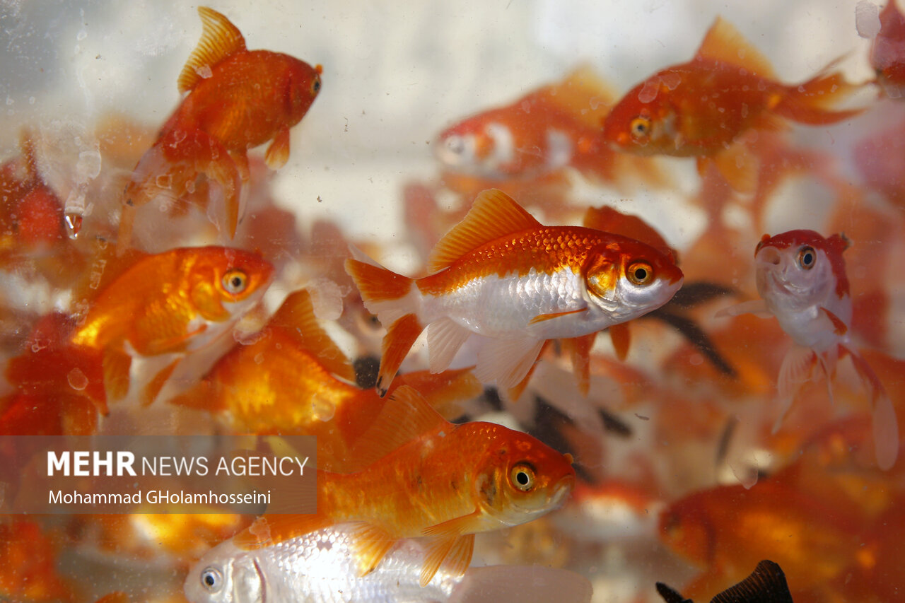 مردم از رها کردن ماهی قرمز در رودخانه‌ها خود داری کنند