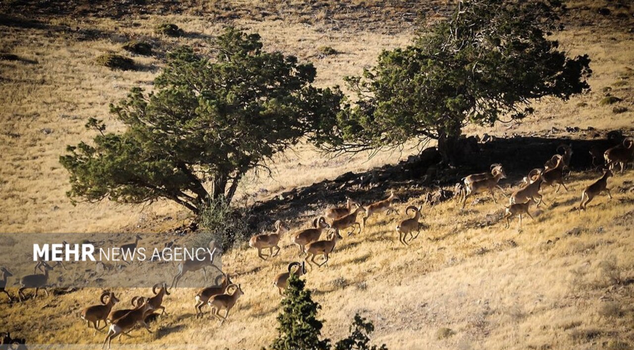 افزایش جمعیت آهو و جبیر در سرشماری حیات وحش استان تهران