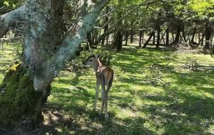 ثبت ۱۳ ذخیره‌گاه زیست‌کره در ۱۱ استان کشور