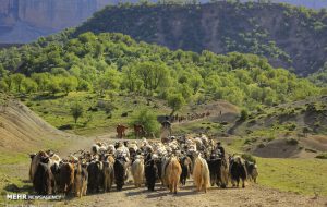 بهسازی ۹۰ درصد ایل راه های عشایری ایلام در حال انجام است