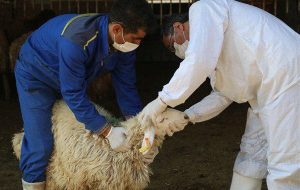 نظارت دامپزشکی کرمانشاه در عید قربان تشدید می‌شود