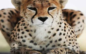 آیا LUCANO L8، سورپرایز بزرگ نمایشگاه خودرو شیراز است ؟