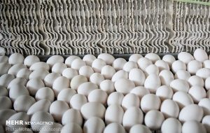 صادرات تخم‌مرغ به عمان به زودی آغاز می‌شود