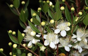 معجزه طبیعت برای درمان، زیبایی و سلامت بدن