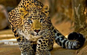 شکار لحظه‌ای پلنگ ایرانی با دوربین‌های تله‌ای در ارتفاعات رودافشان