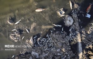 آب کُلردار تصفیه خانه عامل مرگ گسترده ماهیان رودخانه پلرود شد