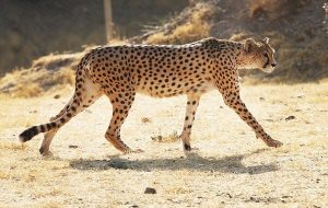 ثبت تصویر ۳ قلاده یوزپلنگ آسیایی در محدوده پارک ملی توران شاهرود