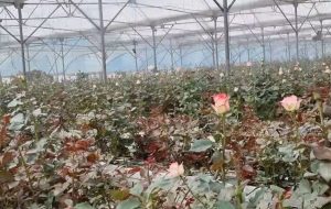 بهره‌برداری از مرغداری ۲۰ هزار قطعه‌ای و گلخانه تولید گل رز در قروه