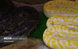 کشف مارهای پیتون و رتیل از یک فروشگاه در تهران