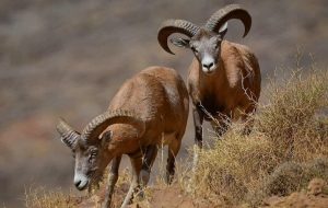 حفاظت مشارکتی ناجی تنوع زیستی اصفهان؛ ۵ زیستگاه احیا شد