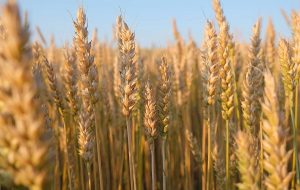 پرداخت بیش از ۸ هزار و ۸۶۹ میلیارد تومان به گندمکاران کرمانشاه