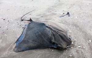 تلف شدن ۲ سفره ماهی بزرگ در ساحل بحرکان هندیجان