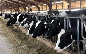 ۲۲۰ طرح پرواربندی دام در مازندران اجرا می‌شود