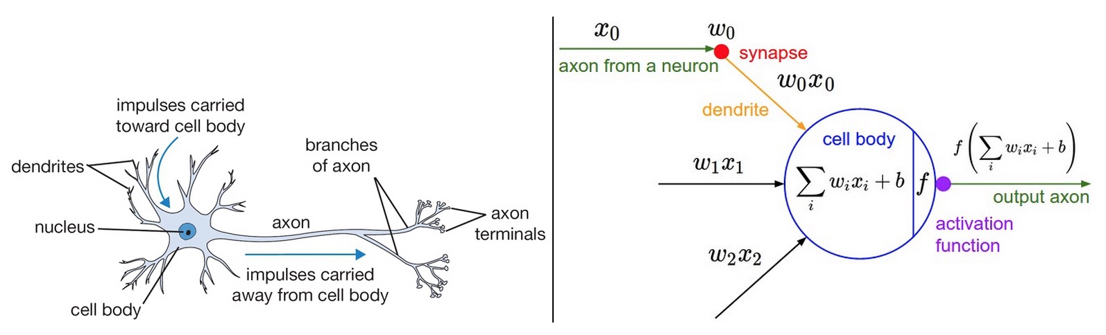 neuron