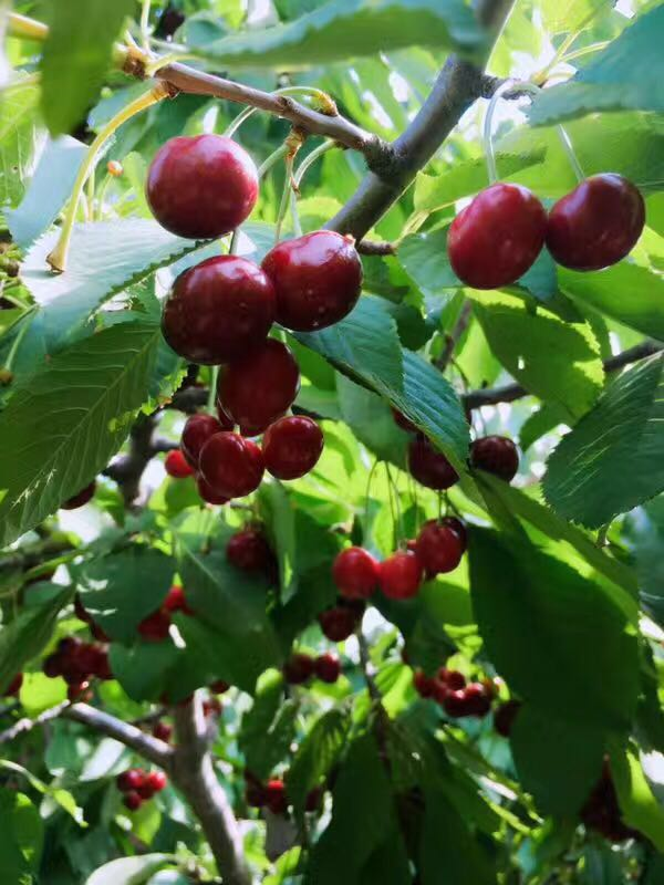 image-20200416150117622