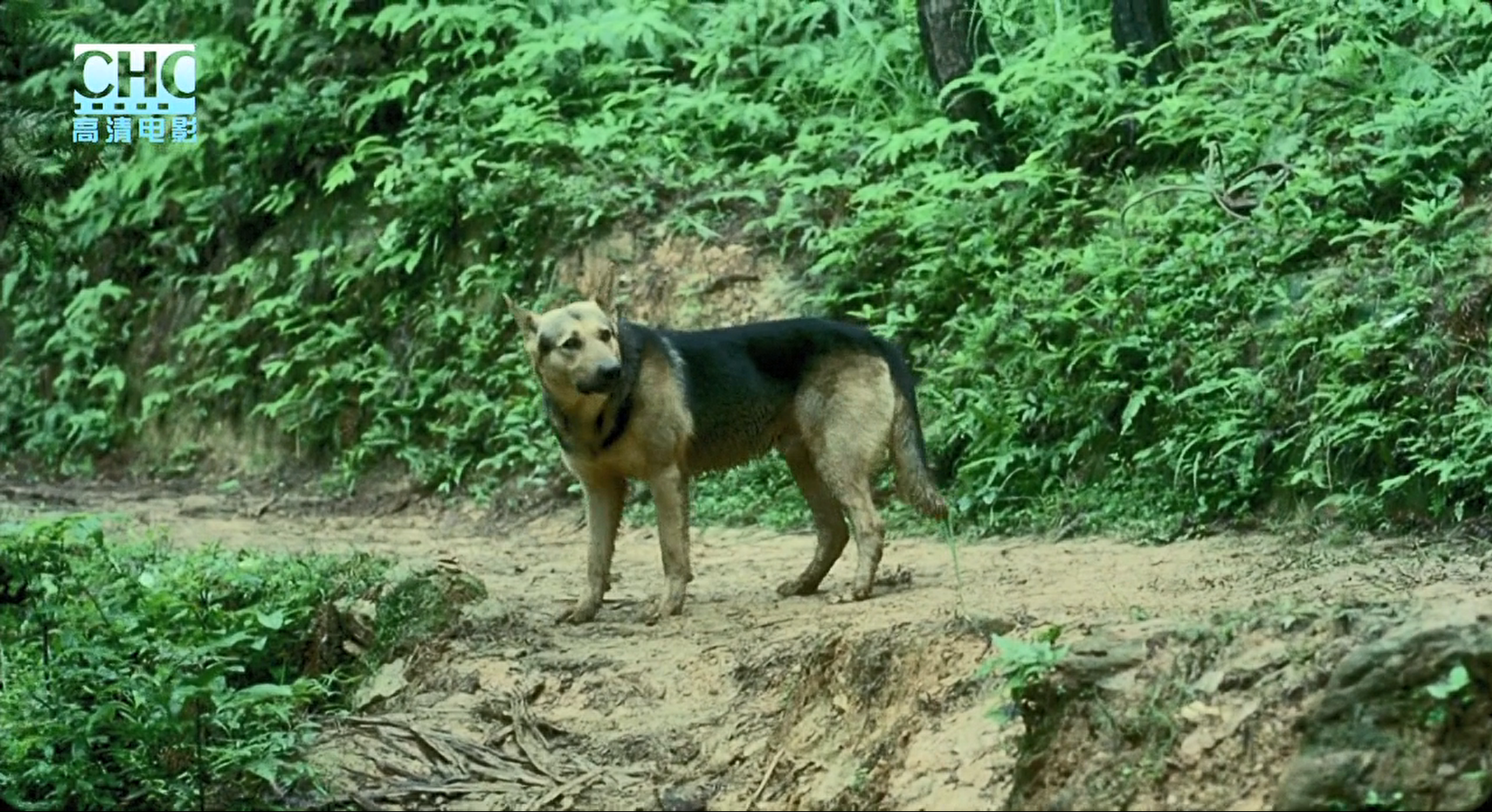 image-20200507210455803