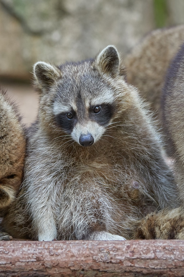 image-20200519204540605