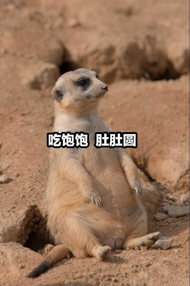 image-20200519204558308