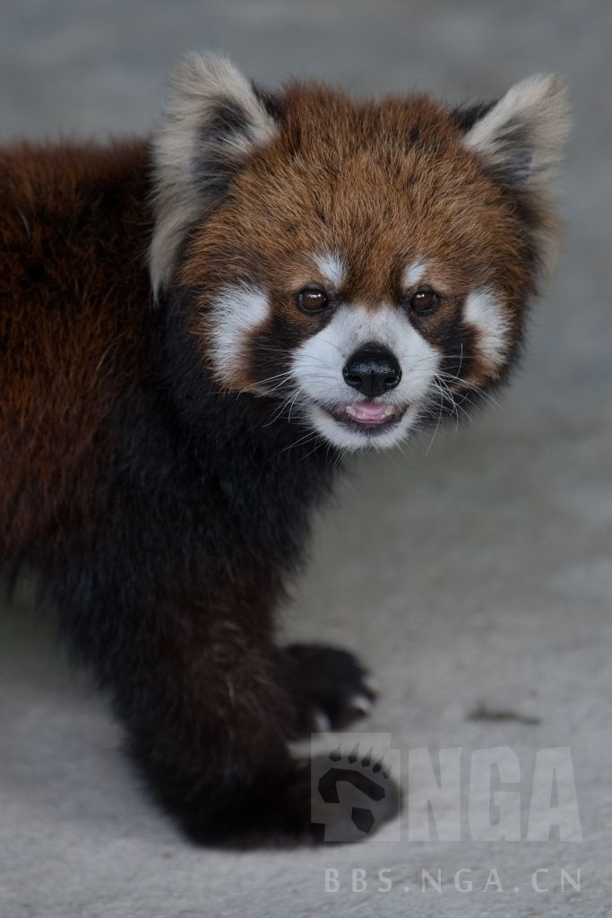 image-20200519204602619