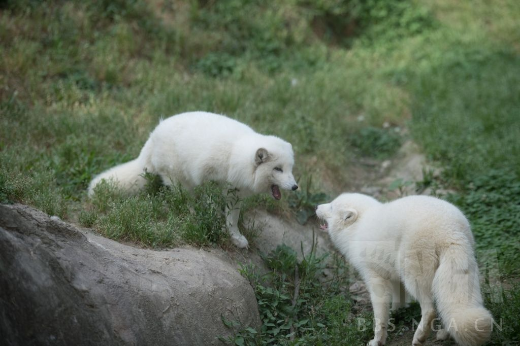 image-20200519204606884