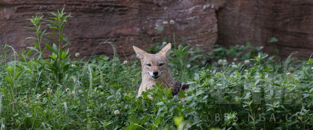 image-20200519204610684