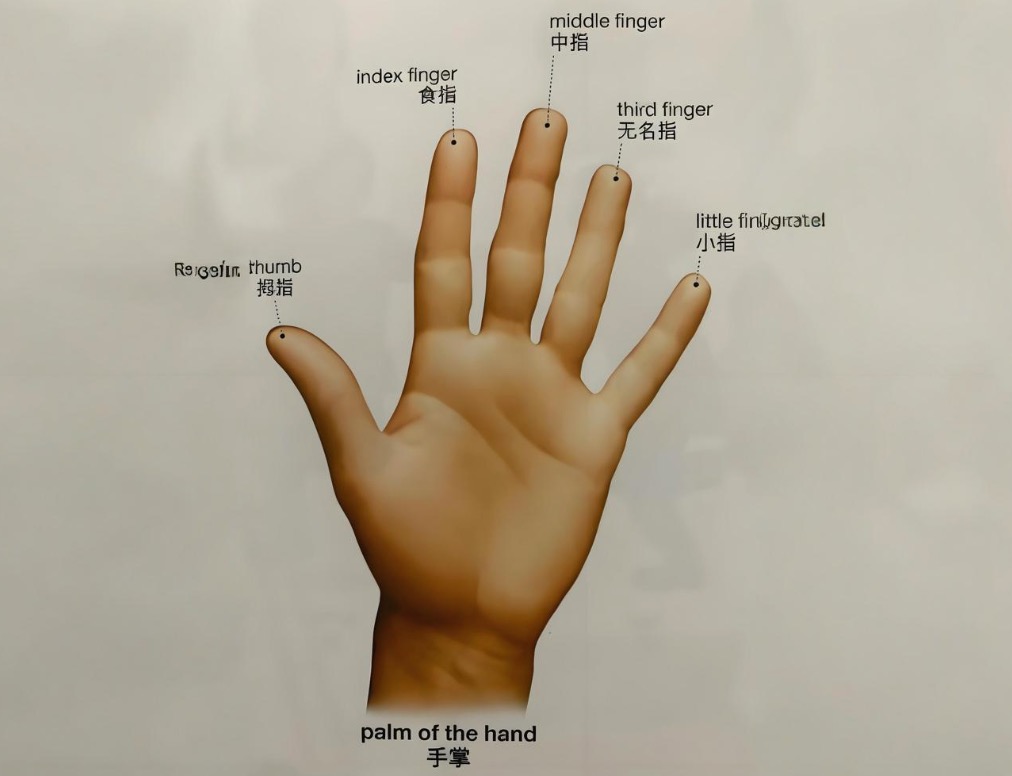 Mac手势示意图 - 显示了键盘快捷键的基本手指位置