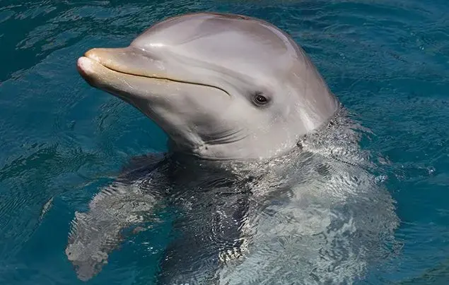 Dolphin