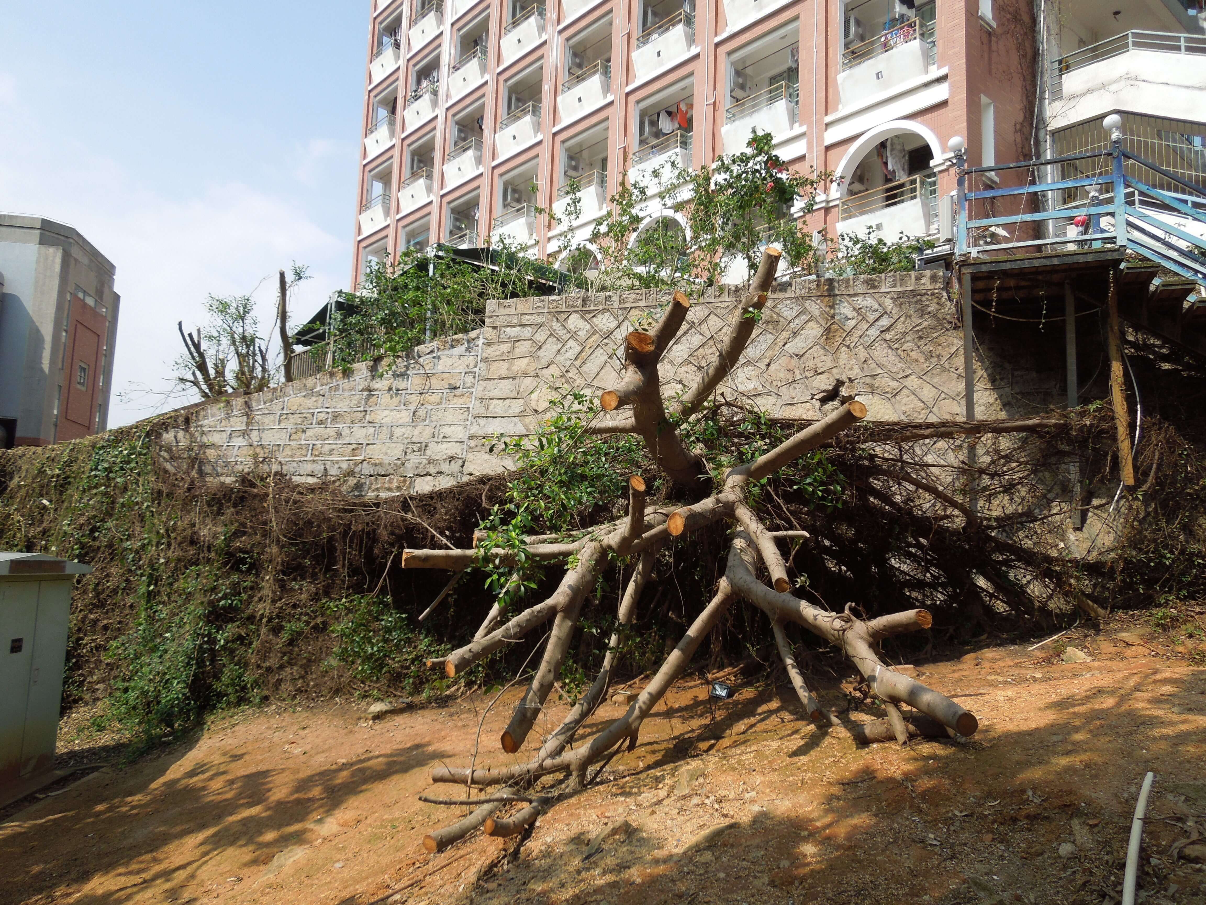 厦大宿舍&被台风刮倒的树