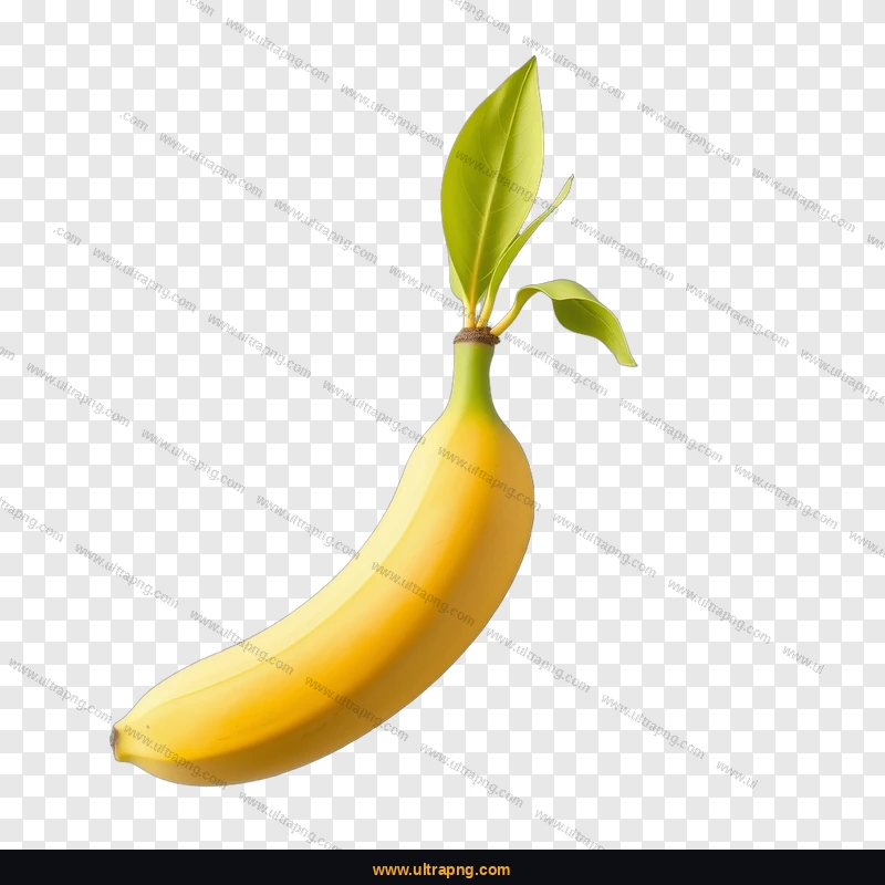 Yellow Banana PNG image on a transparent background, high resolution, free download