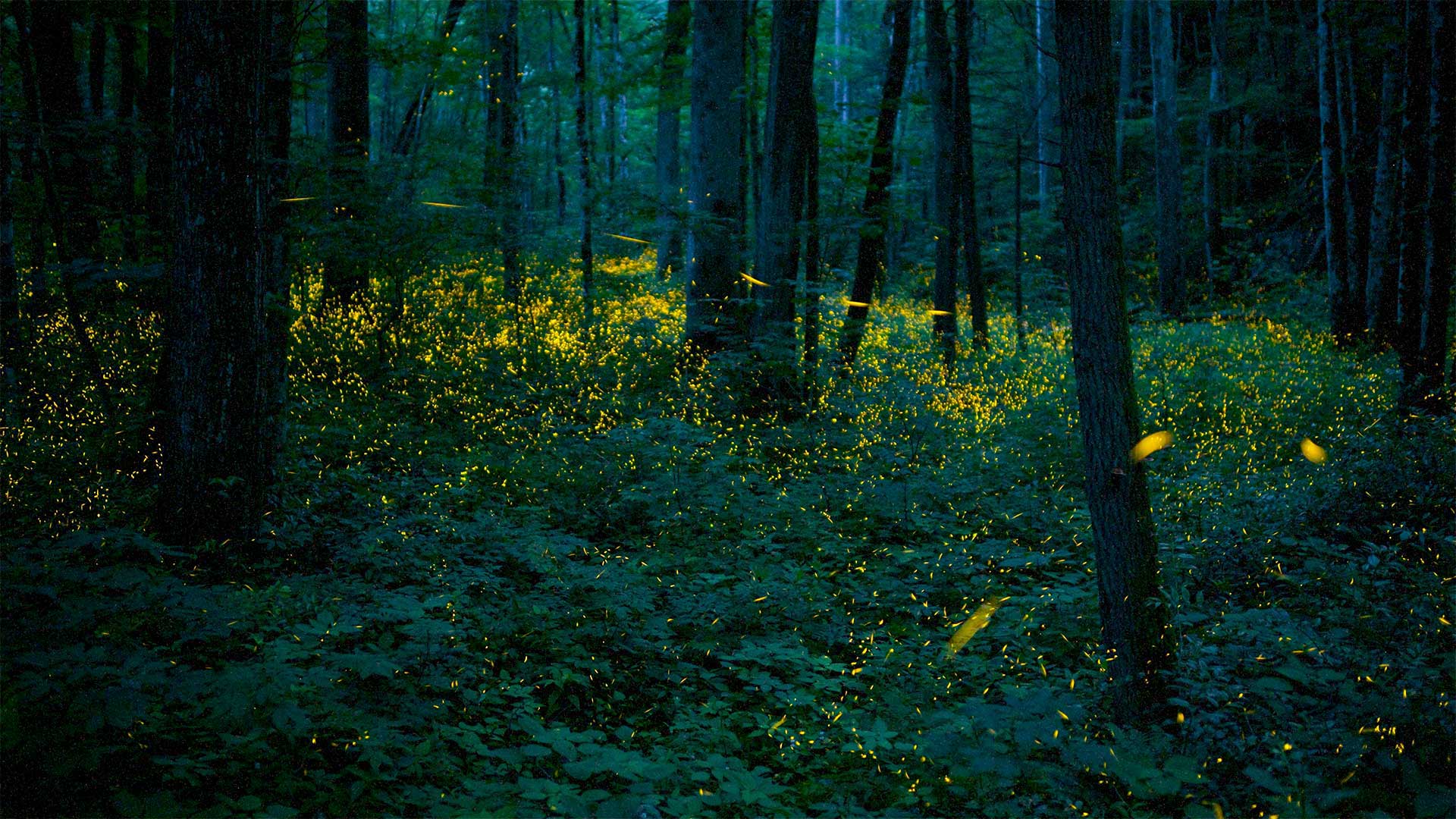 Synchronous fireflies illuminate the forests of Great Smoky Mountains