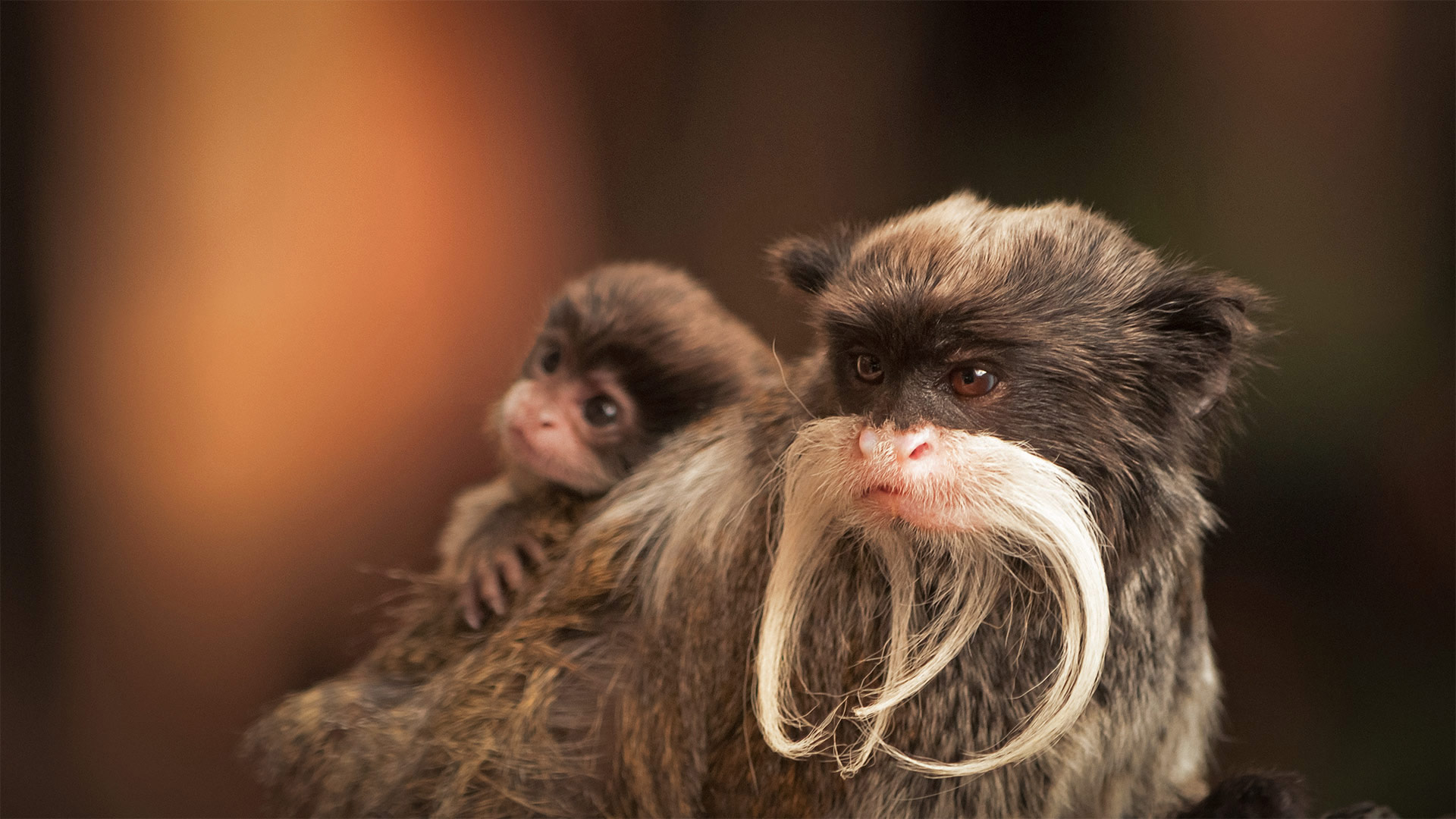 A bearded emperor tamarin monkey carrying a baby - Chris White/iStock/Getty Images Plus)