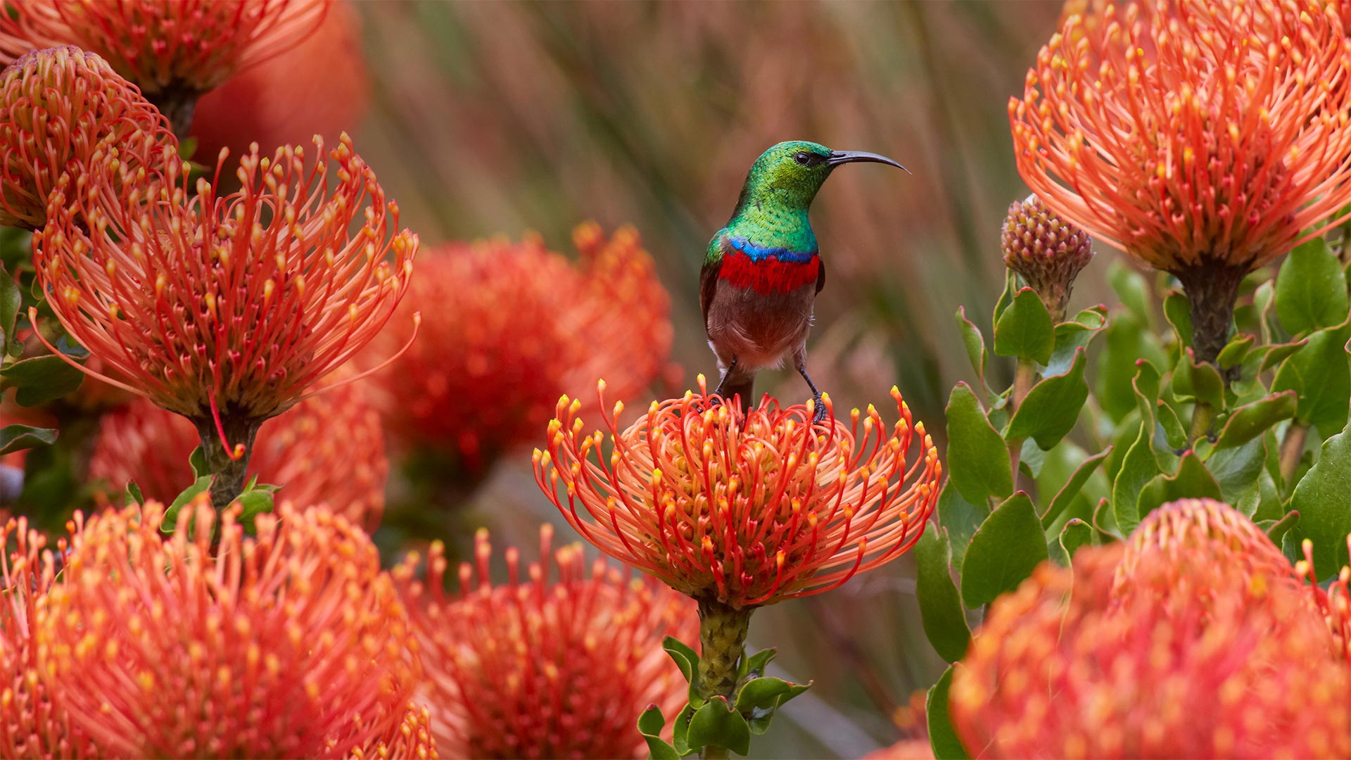 Male southern double-collared sunbird on a rocket pincushion flower, Cape Town, South Africa - Martin Willis