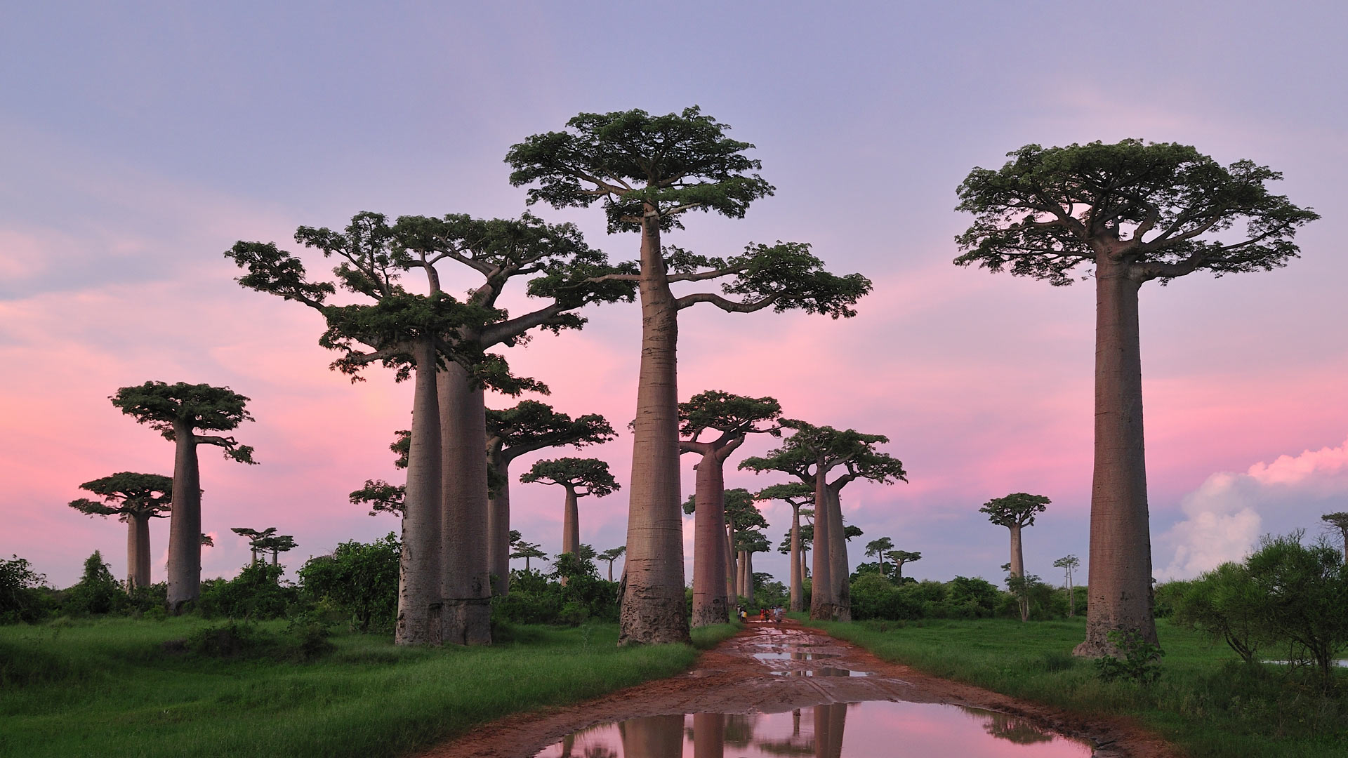 Grandidier's baobab forest near Morondava, Madagascar - Thomas Marent