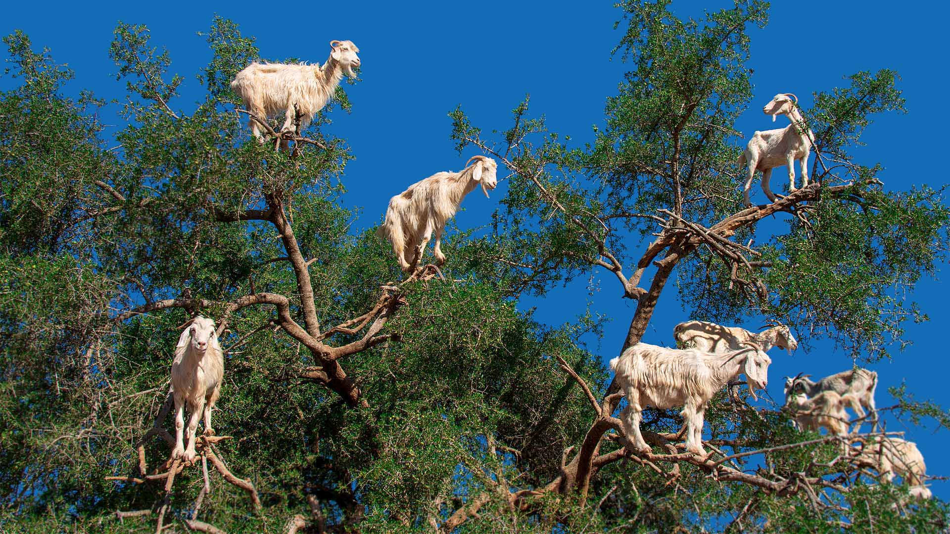 Goats in an argan tree near Essaouira, Morocco - Nizz/Shutterstock)