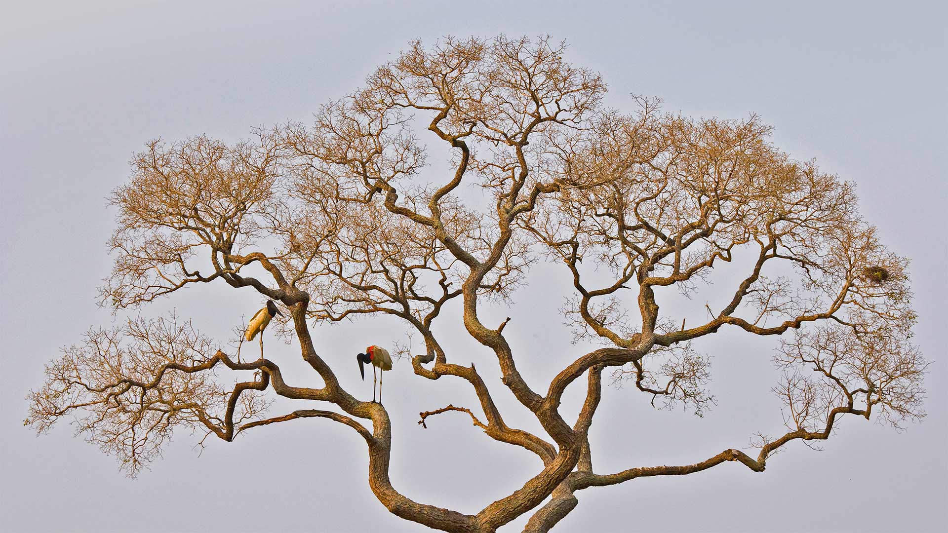 Jabiru storks in the Pantanal of Brazil - Juan-Carlos Munoz