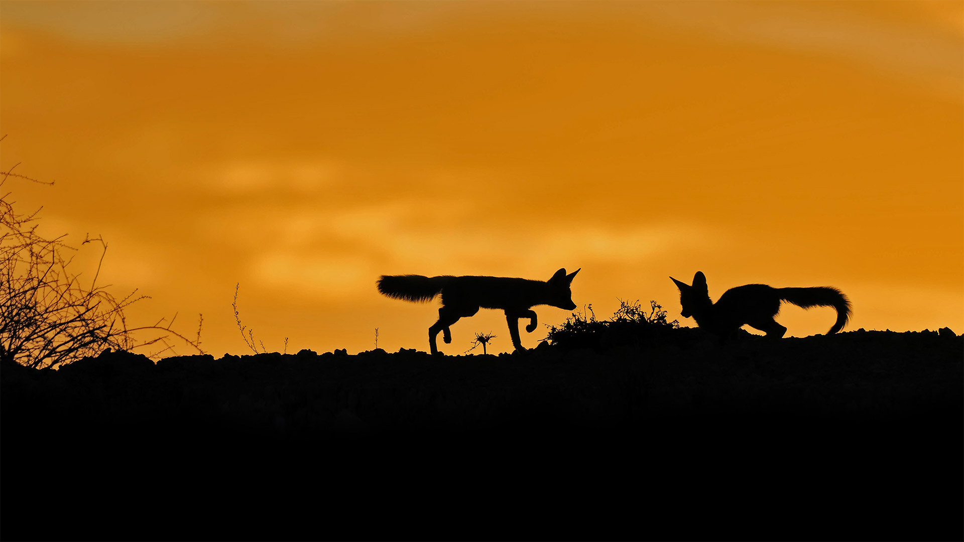 Cape foxes in the Kalahari Desert, South Africa - NSP-RF/Alamy)