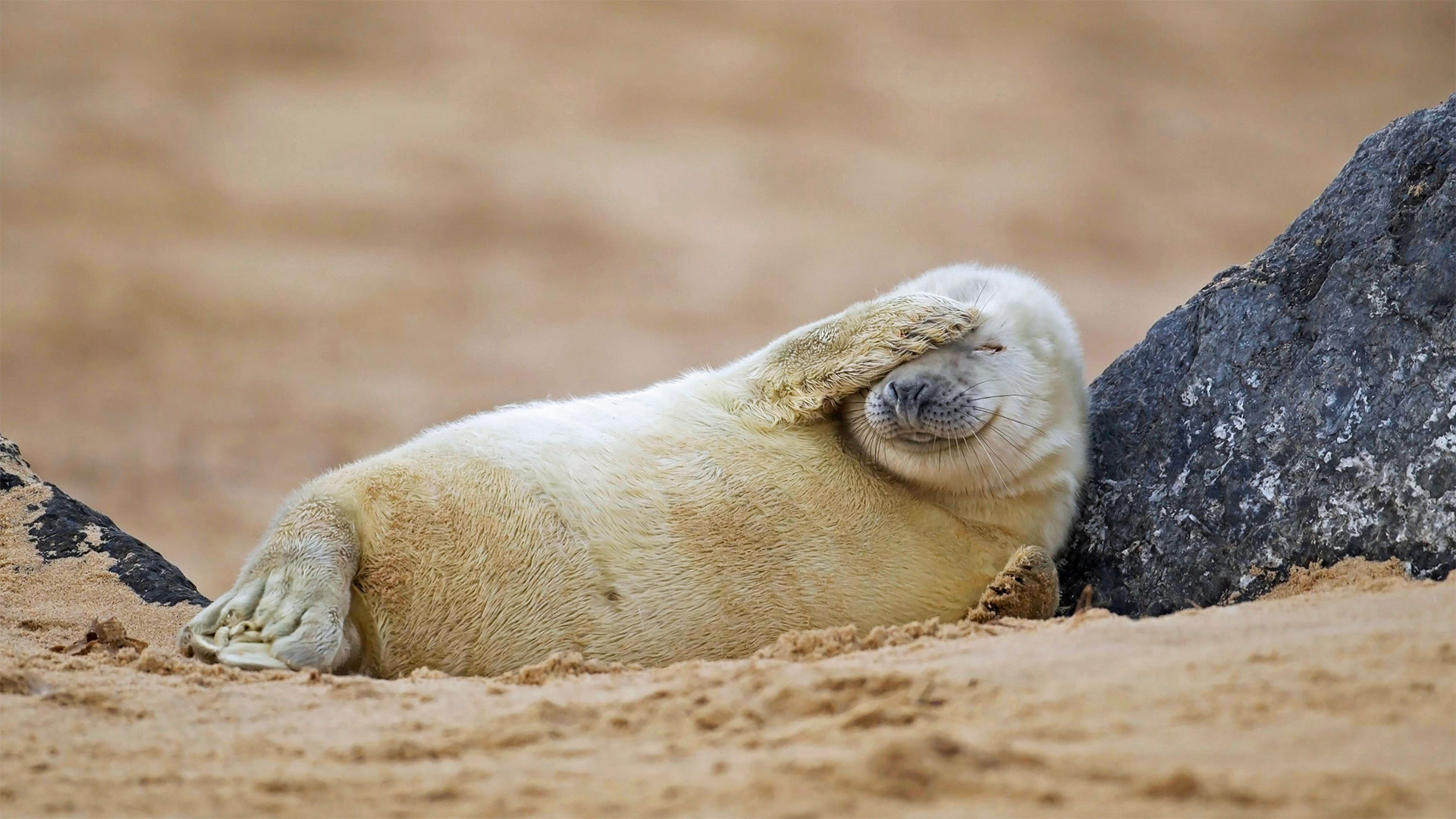 Gray seal pup resting on a beach in Blakeney National Nature Reserve, England - Kevin Sawford/Getty Images)