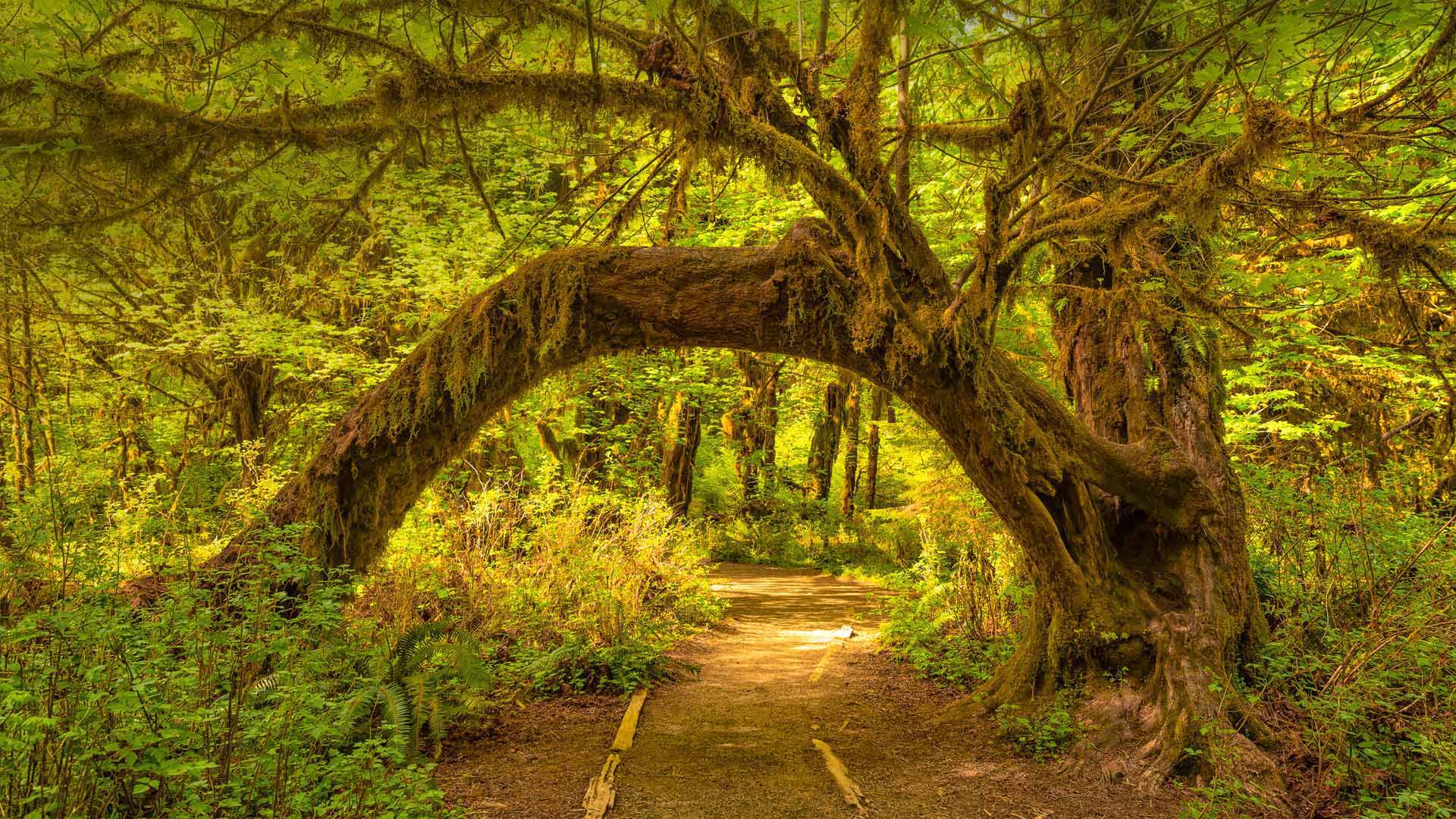 The Hoh Rainforest in Olympic National Park, Washington state - Jorge Romano/Offset by Shutterstock)