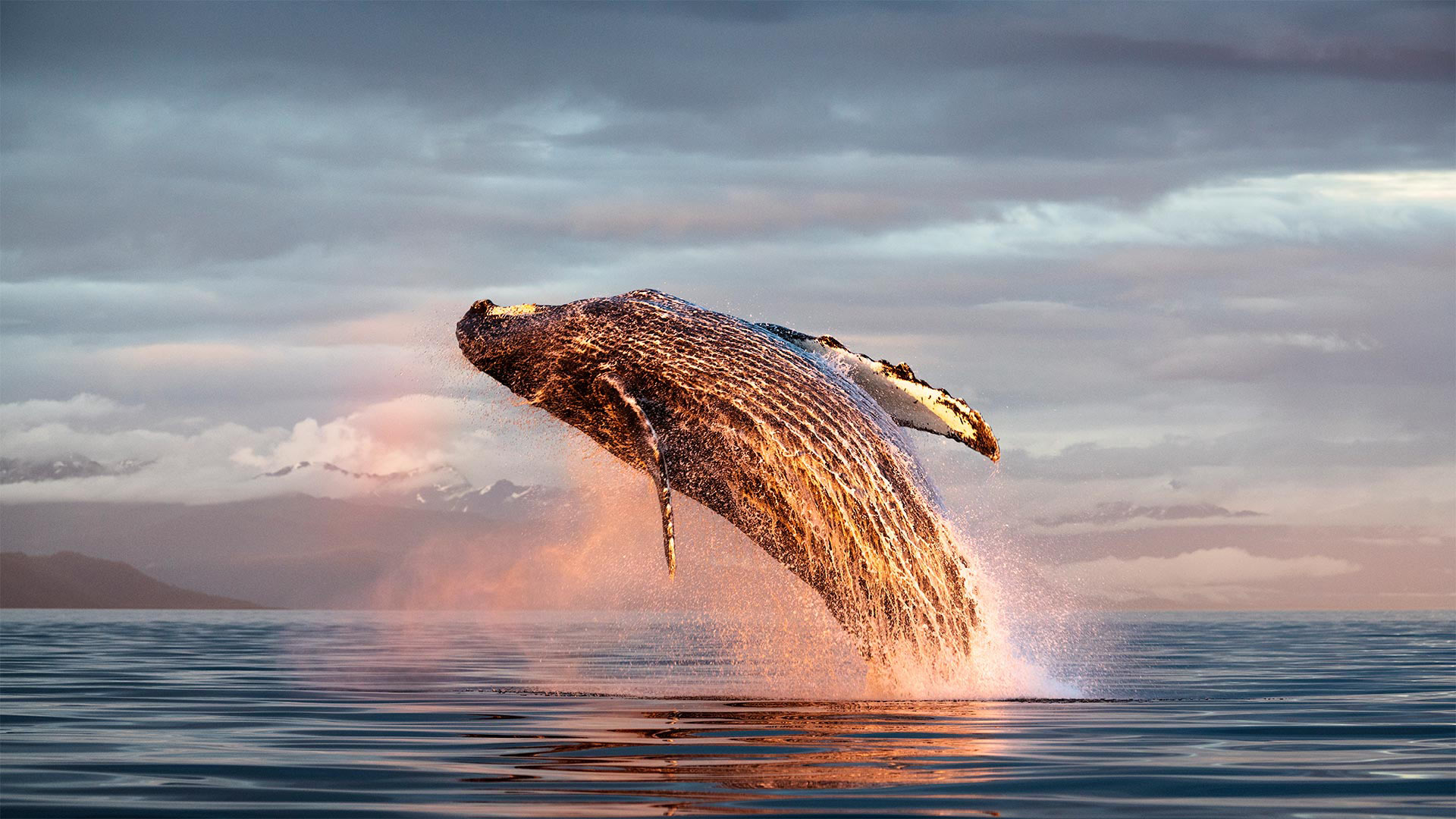 North Pacific humpback whale breaching in Frederick Sound, Alaska - Tony Wu
