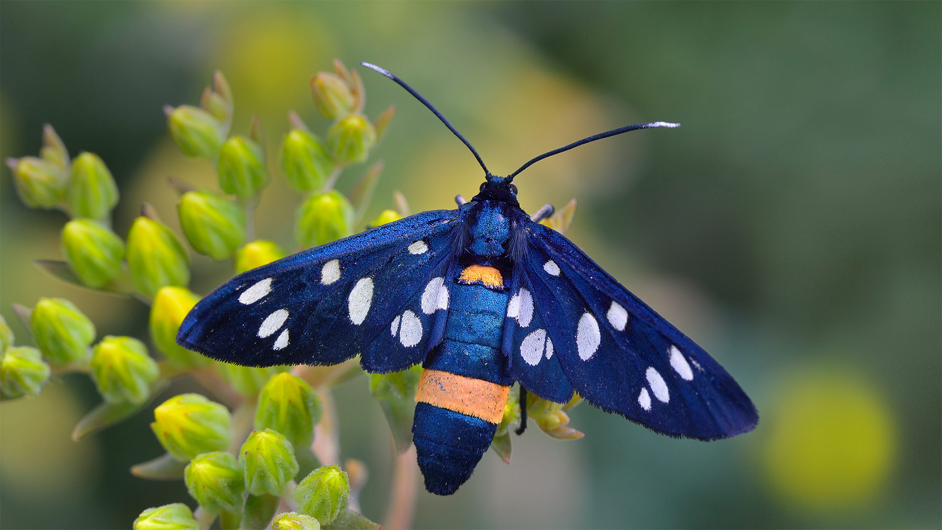 Nine-spotted moth in Switzerland - Thomas Marent