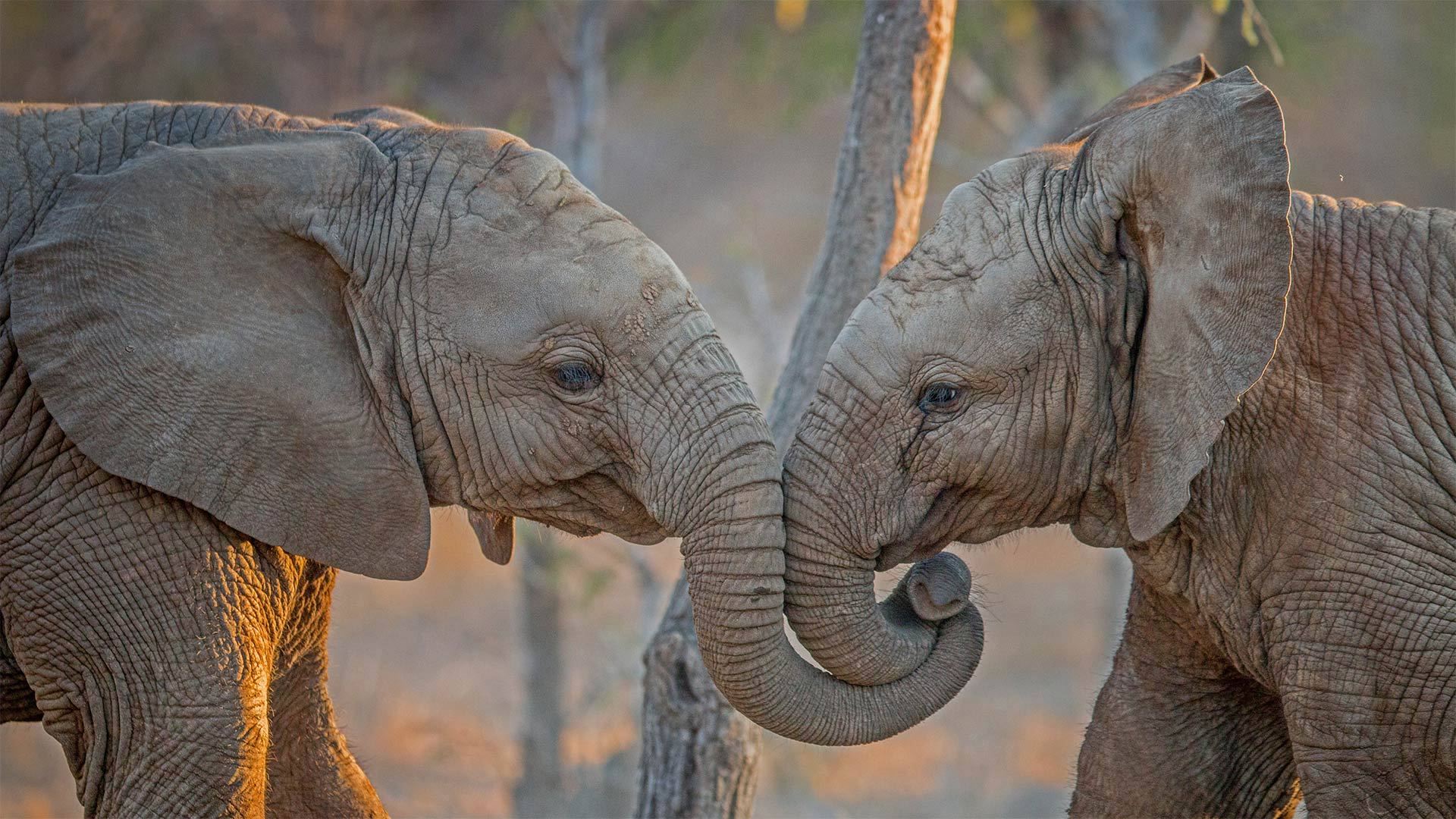 Elephants at Kapama Private Game Reserve in South Africa - Simon Eeman/Getty Images)