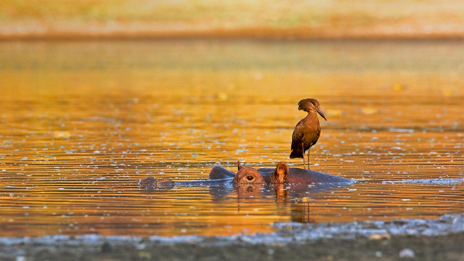 Hamerkop standing on a hippo, Mana Pools National Park, Zimbabwe - David Fettes/Getty Images)