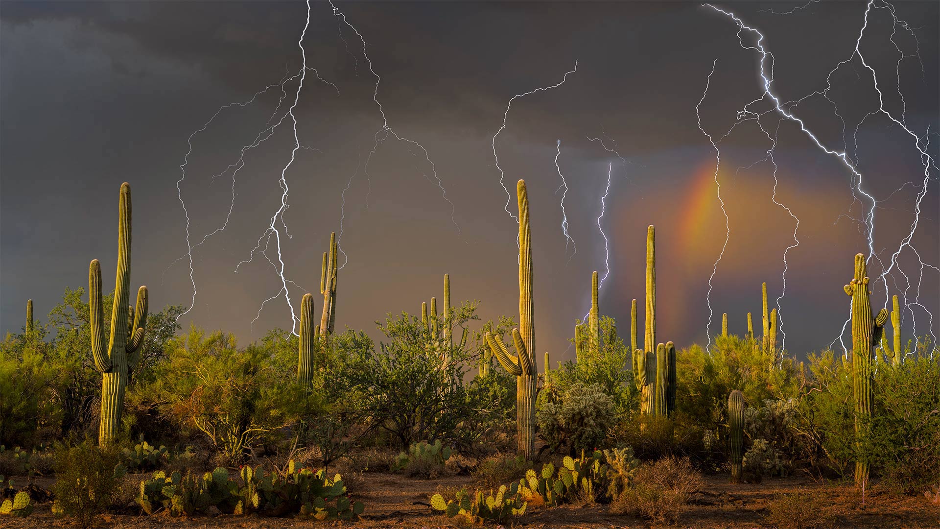 Lightning storm in the Tortolita Mountain foothills, north of Tucson, Arizona, in the Sonoran Desert - Jack Dykinga