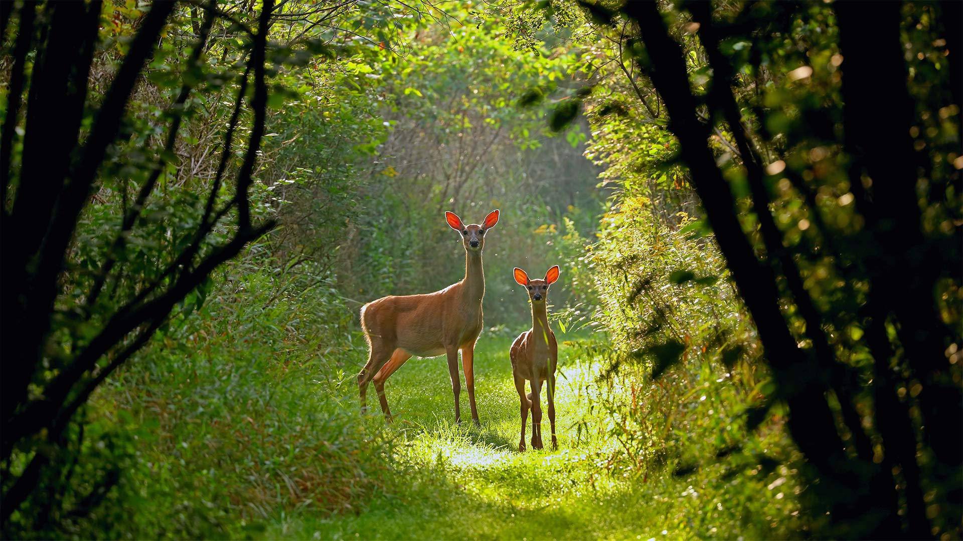 White-tailed doe and fawn in Wisconsin - Karel Bock/Shutterstock)