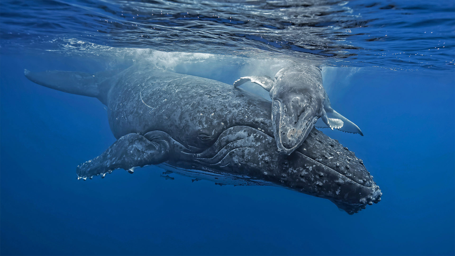 Young humpback whale giving its mother a hug off the coast of the Tongan archipelago - Biosphoto/Alamy)