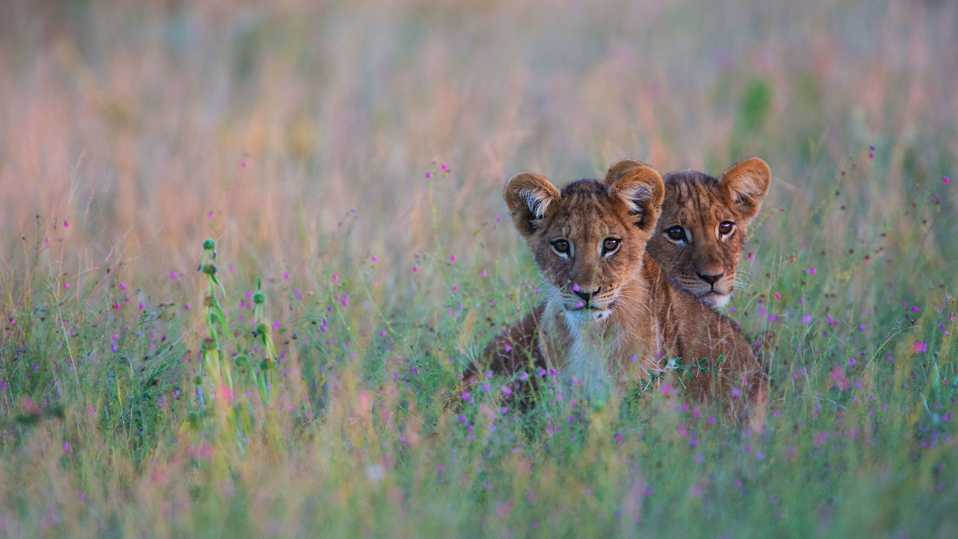 Lion cubs hiding in tall grass in the Kalahari Desert region of Botswana - Jami Tarris/Getty Images)