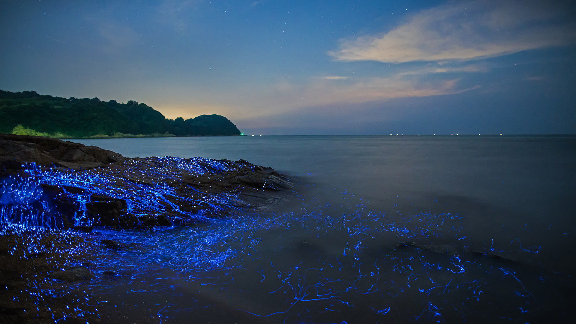 Bioluminescent sea fireflies along the shore of Okayama, Japan - tdub_video/Getty Images)