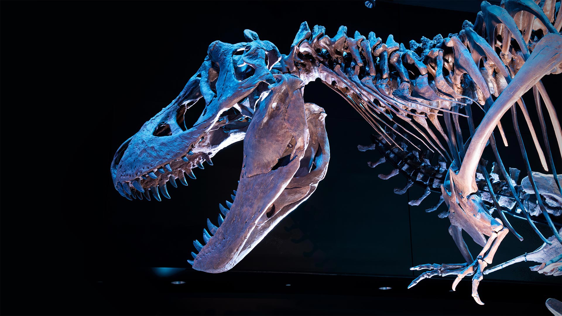 Fossil skeleton of a Tyrannosaurus rex - Corbin17/Alamy)