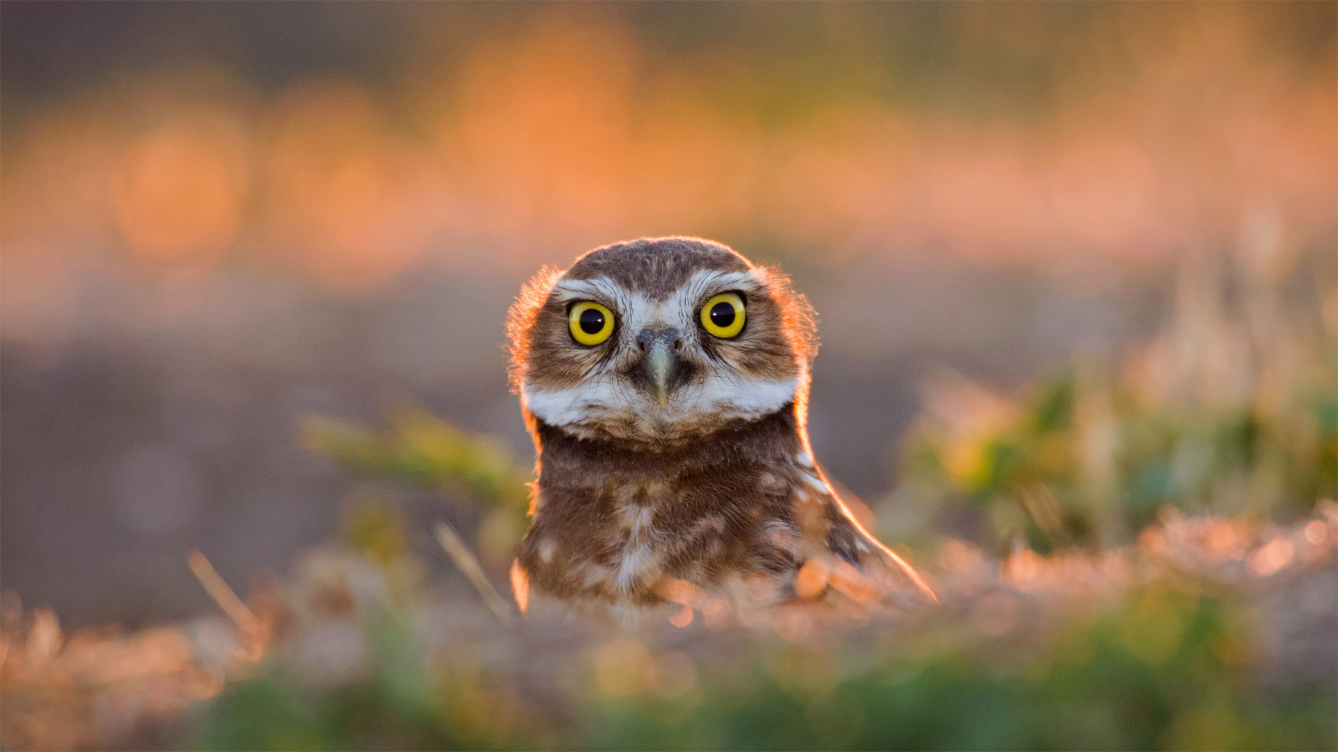 An adult burrowing owl emerges from its burrow at sunset in Davis, California - Neil Losin/Tandem Stills + Motion)