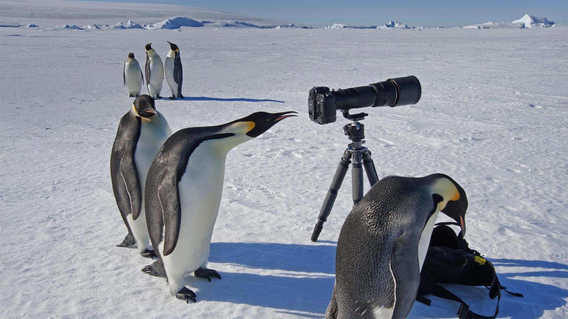 A group of curious emperor penguins in Antarctica - Mint Images Limited/Alamy)
